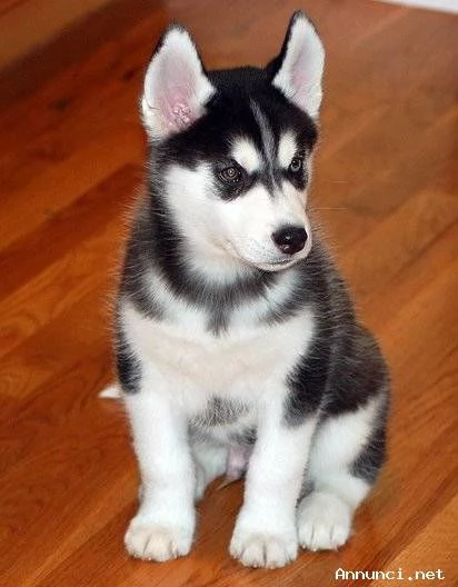 [hidden] Siberian Husky di colore bianco/nero/grigio e con stupendi occhi | Foto 0