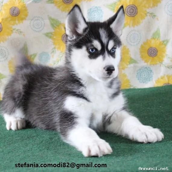 [hidden] Siberian Husky di colore bianco/nero/grigio e con stupendi occhi