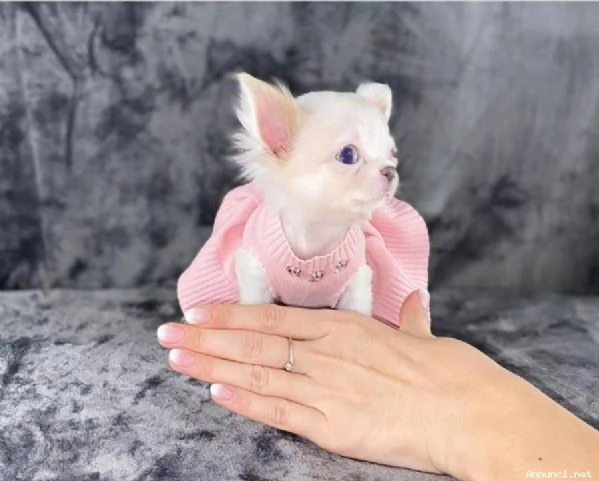 ~~~~Chihuahua mini toy | Foto 1