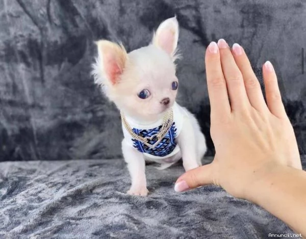 ~~~~Chihuahua mini toy | Foto 0