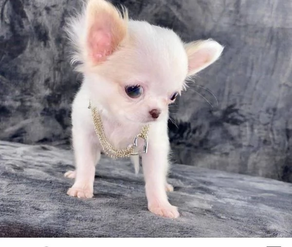 ~~~~Chihuahua mini toy