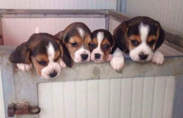 !~~~~Cuccioli di Beagle di 11 settimane in adozione | Foto 0