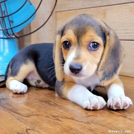 !~~~~Cuccioli di Beagle di 11 settimane in adozione