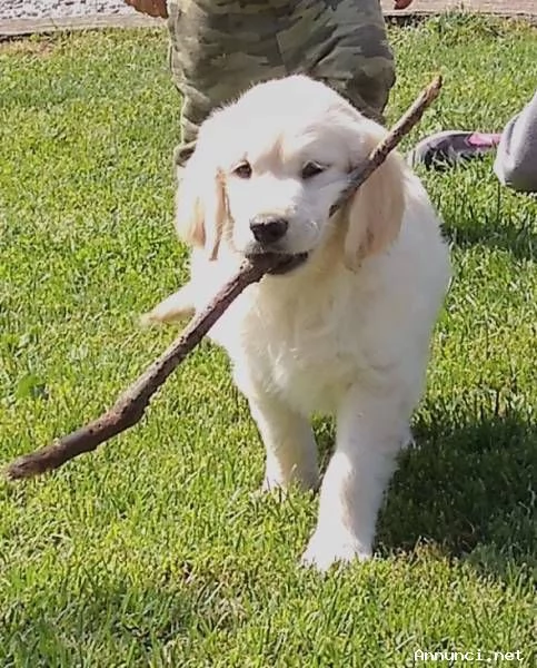 ~~~Cuccioli di Golden Retriever disponibili ora | Foto 3