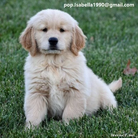 ~~~Cuccioli di Golden Retriever disponibili ora | Foto 1