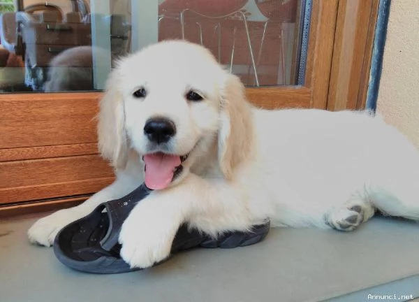 ~~~Cuccioli di Golden Retriever disponibili ora | Foto 0