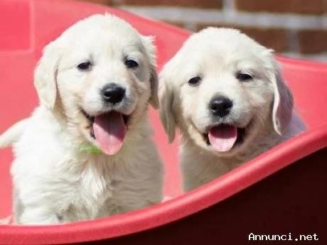 ~~~Cuccioli di Golden Retriever disponibili ora