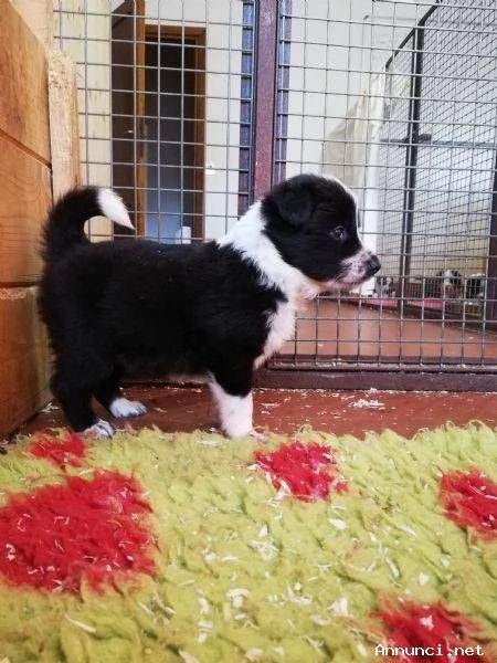 ~~cuccioli di border collie femminucce e maschietti disponibili per l'adozione | Foto 2