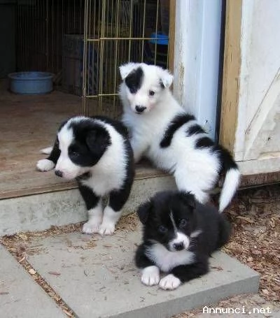 ~~cuccioli di border collie femminucce e maschietti disponibili per l'adozione | Foto 1