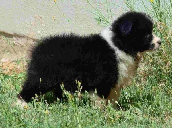 ~~cuccioli di border collie femminucce e maschietti disponibili per l'adozione | Foto 0