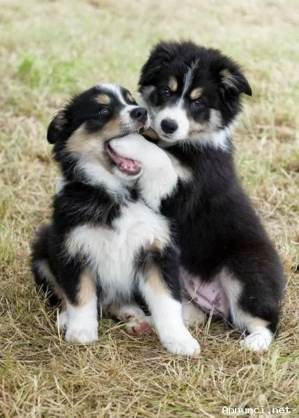 ~~cuccioli di border collie femminucce e maschietti disponibili per l'adozione