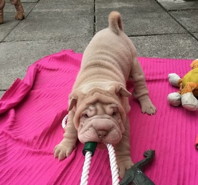 !!~~~Cuccioli di Shar-Pei maschio e femmina | Foto 1
