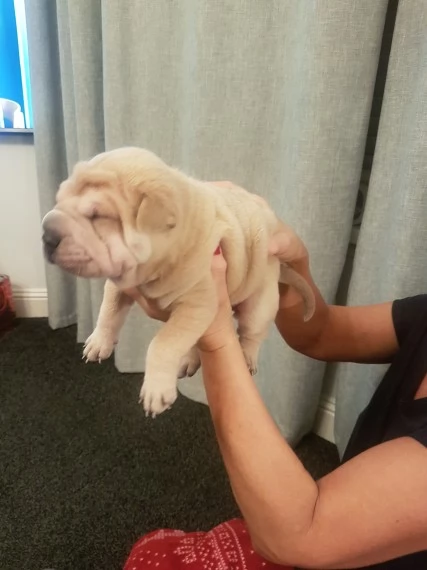 !!~~~Cuccioli di Shar-Pei maschio e femmina | Foto 0