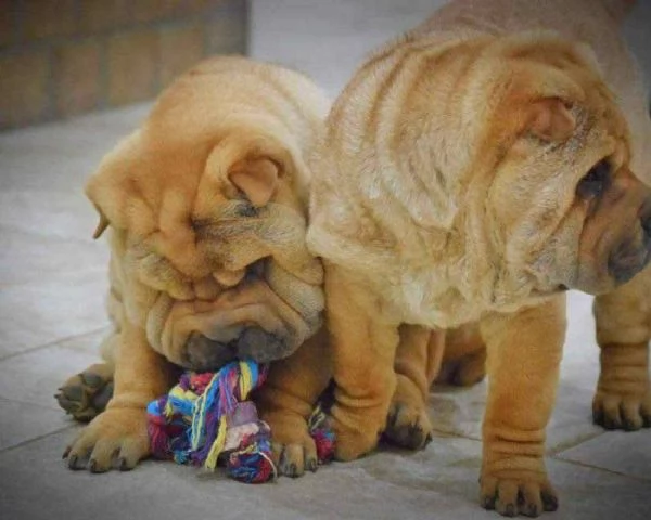 !!~~~Cuccioli di Shar-Pei maschio e femmina