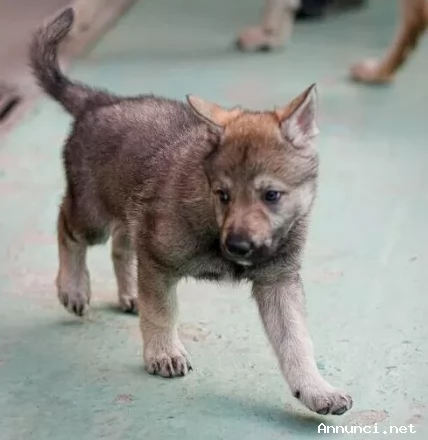 ~~~`REGALO CANE LUPO CECOSLOVACCO | Foto 2