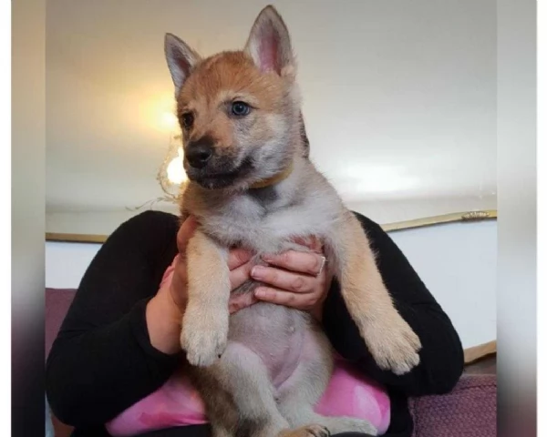 ~~~`REGALO CANE LUPO CECOSLOVACCO | Foto 0