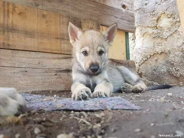 ~~~`REGALO CANE LUPO CECOSLOVACCO