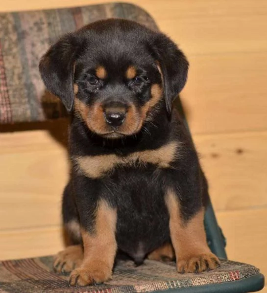 ~~~~Cuccioli di Rottweiler di alta qualit&agrave; | Foto 0
