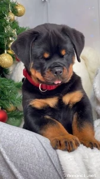 ~~~~Cuccioli di Rottweiler di alta qualit&agrave;