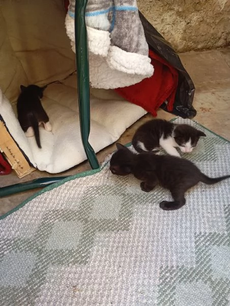 Regalo gattini 