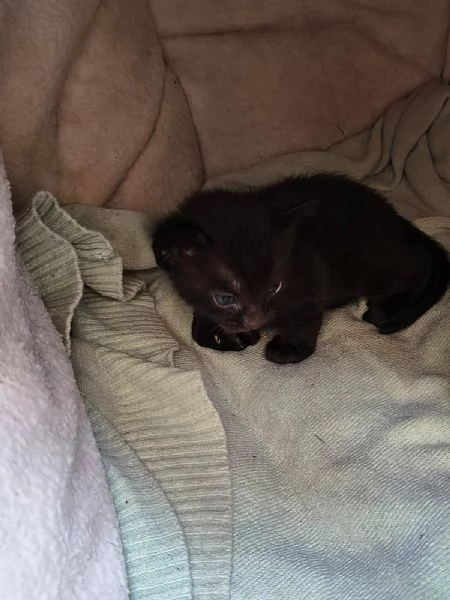 Regalo gattini  | Foto 2