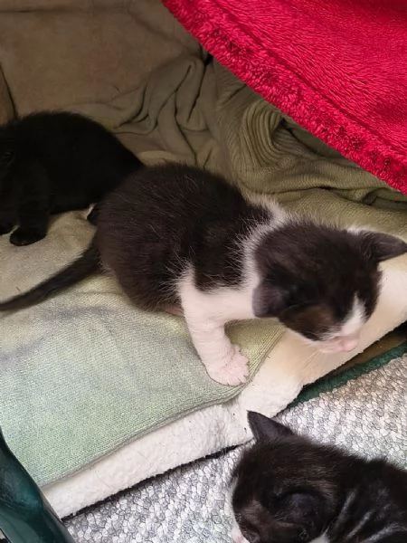 Regalo gattini  | Foto 1