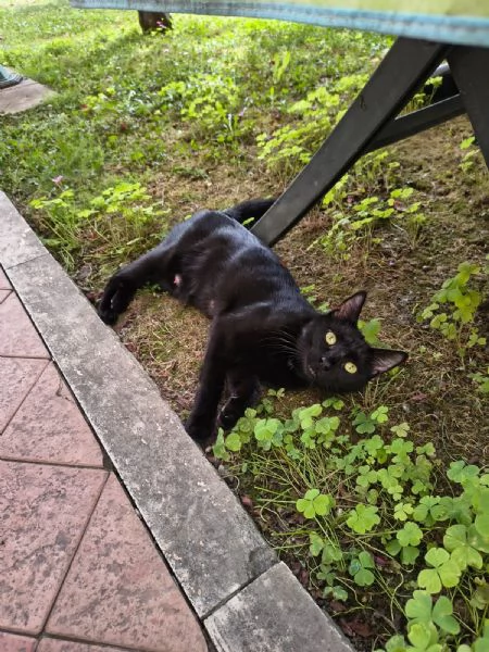 Regalo gattini  | Foto 0