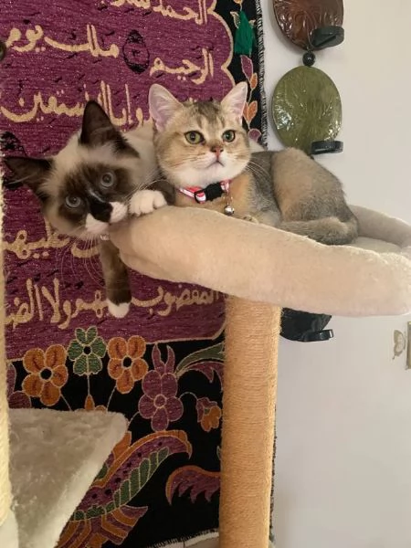 met&agrave; Ragdoll e met&agrave; British Shorthair | Foto 5