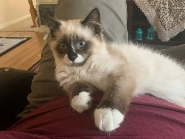 met&agrave; Ragdoll e met&agrave; British Shorthair | Foto 4