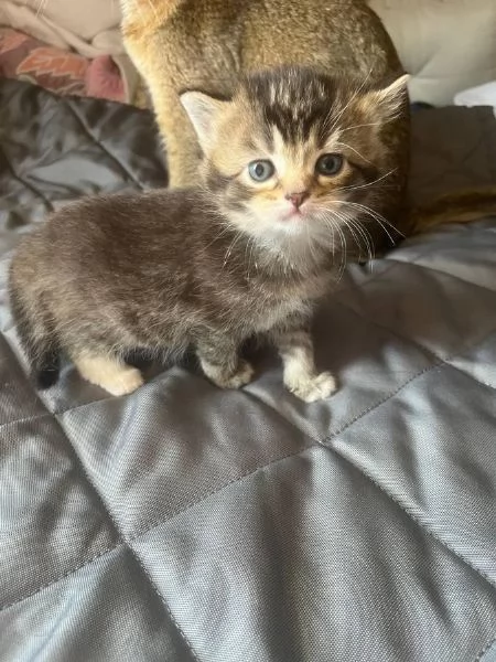 met&agrave; Ragdoll e met&agrave; British Shorthair | Foto 3