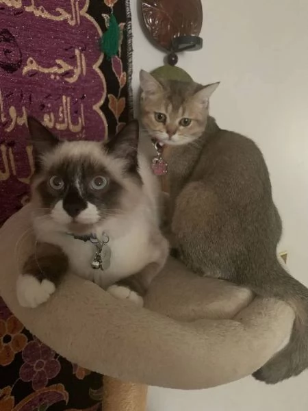 met&agrave; Ragdoll e met&agrave; British Shorthair | Foto 2