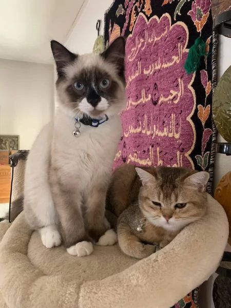 met&agrave; Ragdoll e met&agrave; British Shorthair | Foto 0