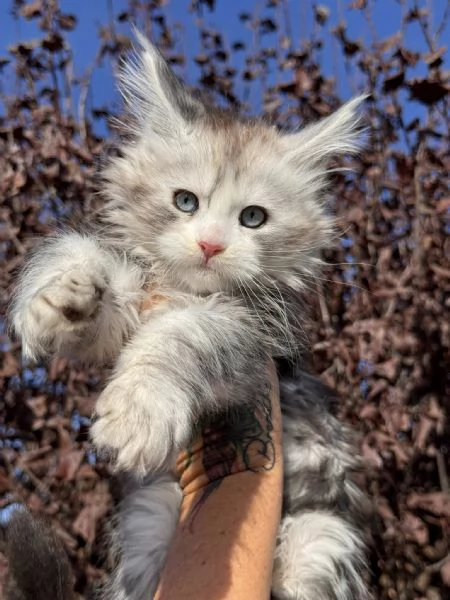 Maine coon cuccioli !!