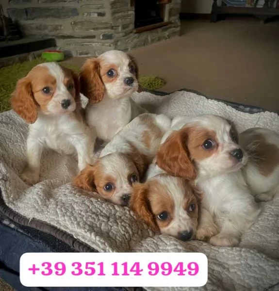 Regaliamo adorabili cuccioli di Cavalier King | Foto 0