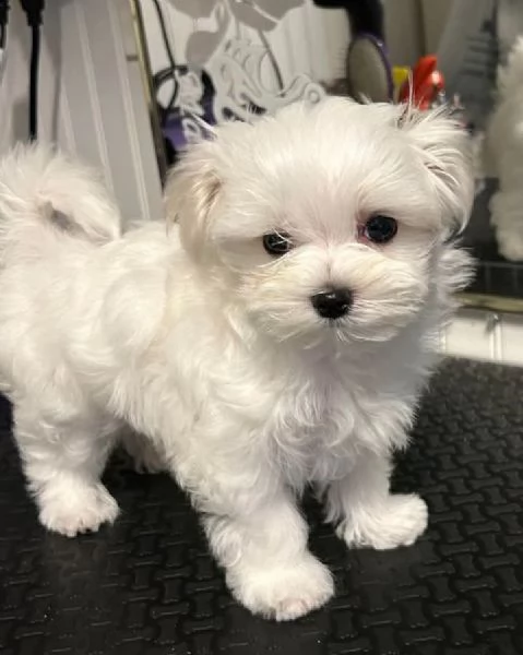 Cuccioli di Maltese toy