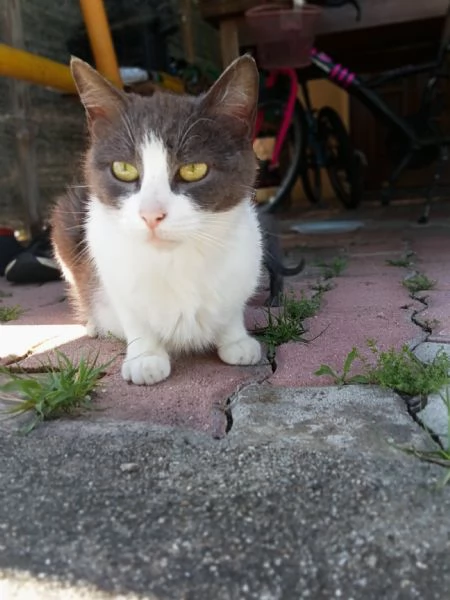 Gattini 