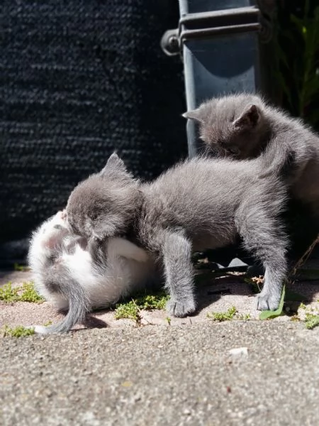 Gattini  | Foto 6