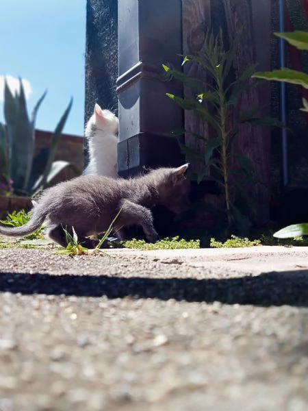 Gattini  | Foto 5