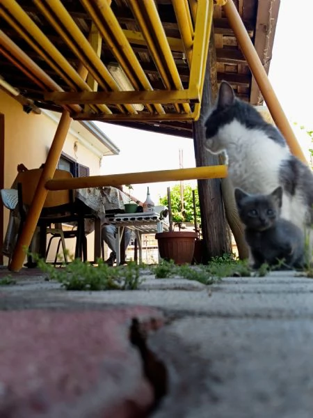 Gattini  | Foto 4