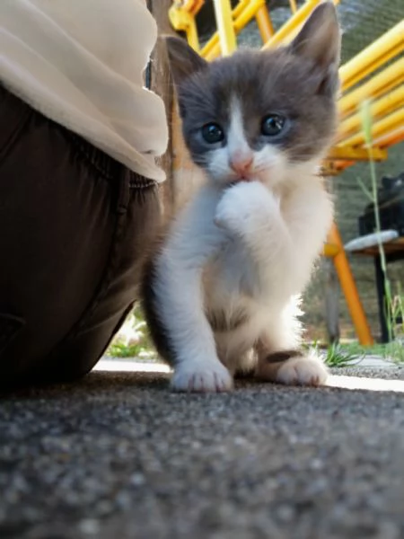 Gattini  | Foto 3