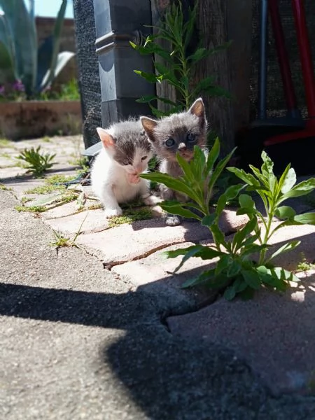 Gattini  | Foto 2
