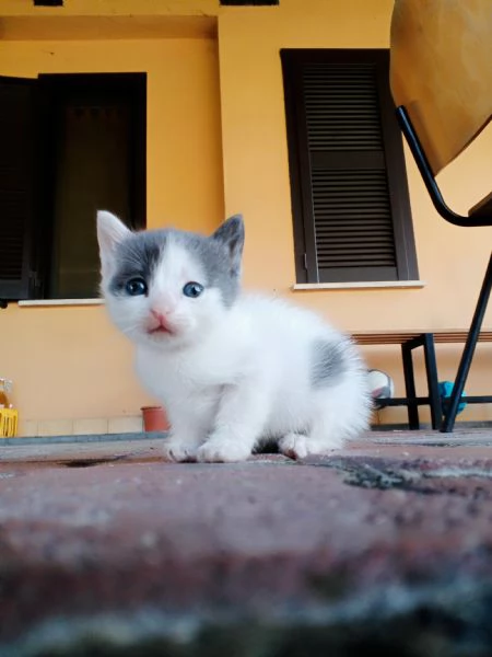 Gattini  | Foto 1
