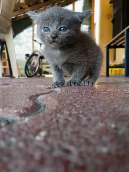 Gattini  | Foto 0