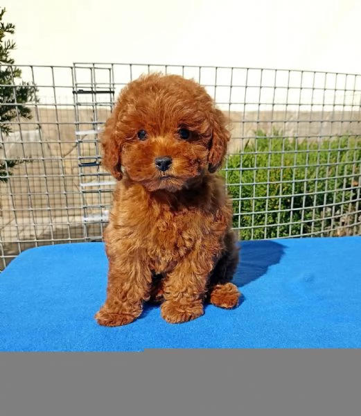 Cucciolate di barboncino toy | Foto 0