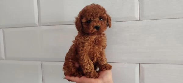 CUCCIOLI DI BARBONCINO TAGLIA TOY | Foto 0