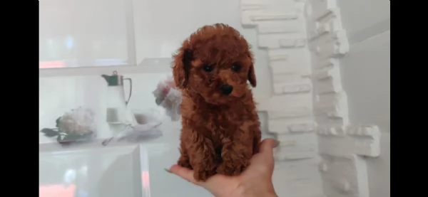 CUCCIOLI DI BARBONCINO TAGLIA TOY