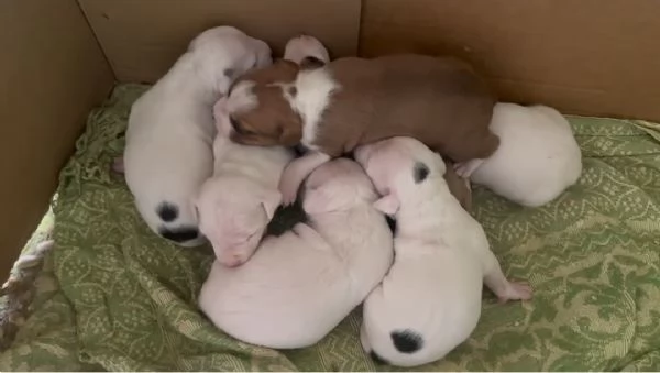 Cuccioli di American Staffordshire Terrier 