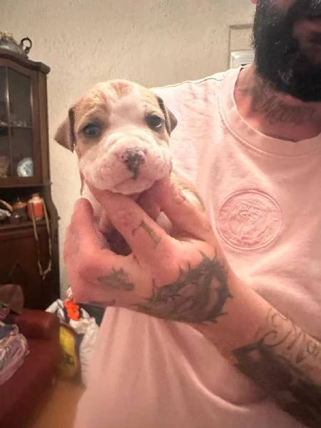 Cuccioli di American Staffordshire Terrier  | Foto 5