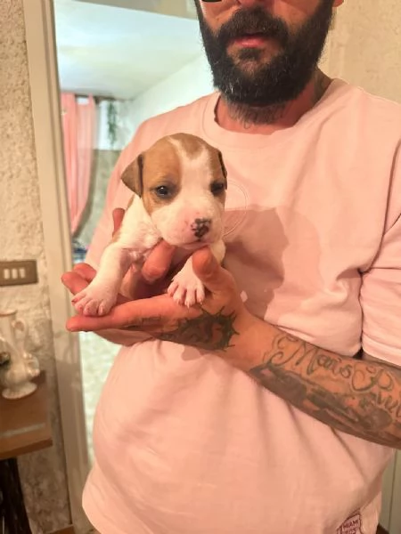 Cuccioli di American Staffordshire Terrier  | Foto 4
