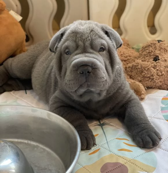 Affettuosi cuccioli di Shar-pei